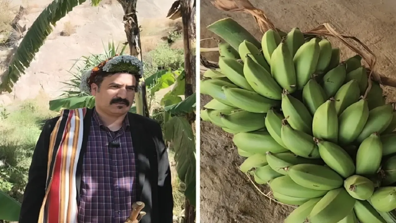 مزارع بجازان يكشف كيف وصل سعر كيلو الموز الصخري إلى 75 ريالاً وأصل تسميته